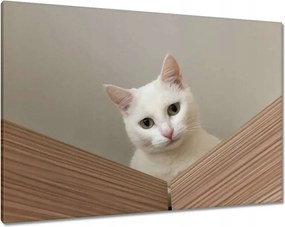 Vászonkép 100x70 Cica Cicák Macskák