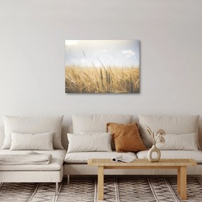 A gabona képe (70x50 cm)