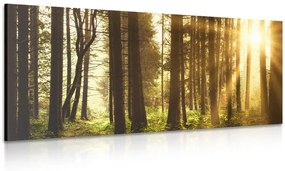 Kép napsugárral borított erdő