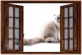 Poszterek 60x40 Cica Cicák