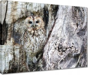 Vászonkép 40x30 Bagoly a természetben Fa