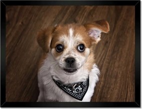 Poszterek keretben 40x30 Vidám kutyus