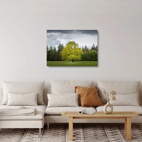 Egy zöld fa képe a mező közepén (üvegen) (70x50 cm)