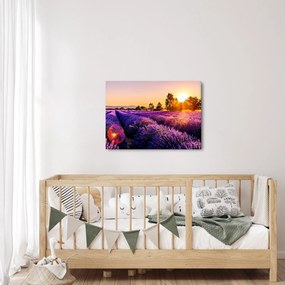 Levandula mező képe (70x50 cm)
