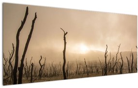 Kép - Csupasz fák (120x50 cm)