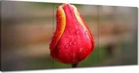 Vászonkép 180x90 Piros-sárga tulipán
