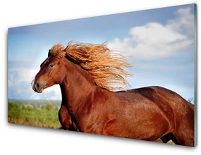 Akrilkép ló Állatok 100x50 cm