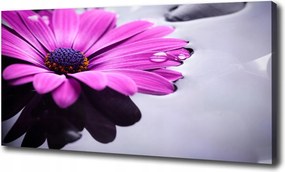 Canvas falikép Gerbera 100x70 cm