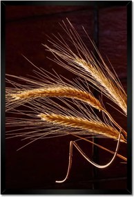 Poszterek keretben 40x60 Teljes kalászok