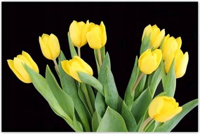Poszterek 120x80 Sárga tulipánok