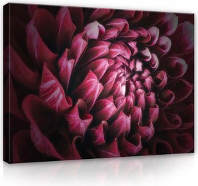 Vászonkép 100x75 Virág makró dália szirmok bársony bordó fényárnyék