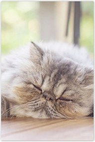 Poszterek 80x120 Cica Cicák