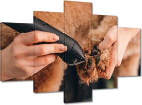 Képek 150x105 Kutya mancs hajvágás