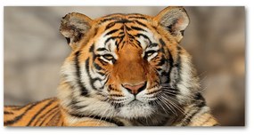 Akrilkép Bengáli tigris oah-88747131