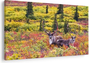 Kép - Caribou, Alaszka (90x60 cm)