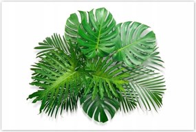 Poszterek 120x80 Monstera Lyukas levelek