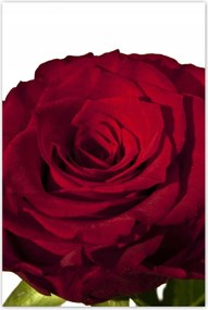 Poszterek 80x120 Vörös rózsa fehér között