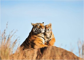 Kép - Tigris és a kölyke (üvegen) (70x50 cm)