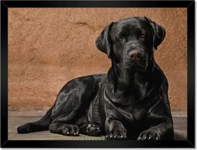 Poszter keretben 40x30 Fekete kutya