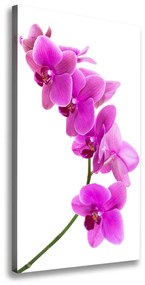 Egyedi vászonkép Rózsaszín orchidea ocv-67691978