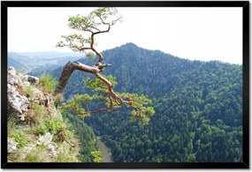 Poszterek keretben 60x40 Magányos fa