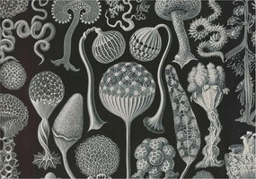 Divatos 3D Fali Tapéta Varázslatos növények 208x146 Ragasztóval