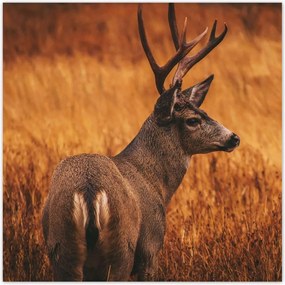 Poszterek 100x100 Szarvas a természetben Vadászat