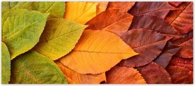 Fotótapéták 211x91 Őszi színes levelek Levelek az ősz színeiben