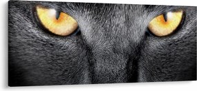 Kép - Közeli portré egy macskáról (120x50 cm)