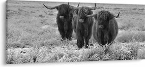 Kép - Skót tehenek (120x50 cm)