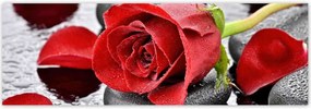 Fotótapéták 312x104 Vörös rózsa Neki