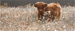 Kép - Skót tehén a virágban (120x50 cm)