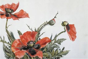 Fotótapéta Dekoratív Fali Tapéta Képekkel Piros pipacs 104x70