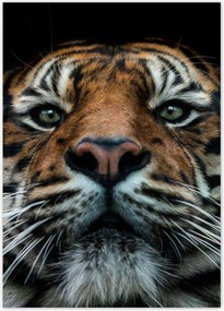 Poszterek 50x70 Tigris macska portré