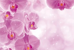 Flizelin fotótapéta Rózsaszín orchideák Álom virágok Rosa 300x210 +ragasztó