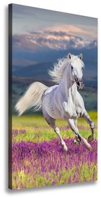 Vászonkép Fehér ló galopp ocv-113343319