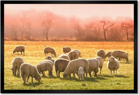 Poszterek keretben 60x40 Juh legeltetés Bárányok