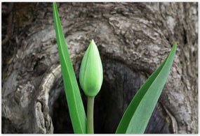 Poszterek 155x105 Zöld tulipán