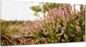 Vászonkép 115x55 Erdei láp