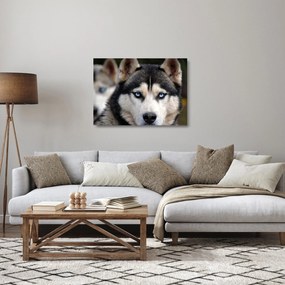Husky kutya kép (üvegen) (70x50 cm)