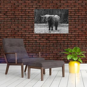 Üveg kép - Skót tehén (70x50 cm)