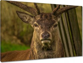 Vászonkép 90x60 Szarvas tekintet