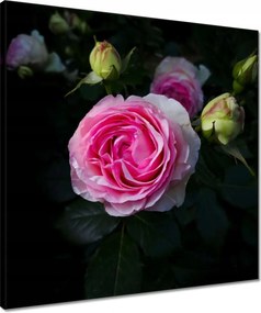 Vászonkép 50x50 Rózsaszín rózsabokor