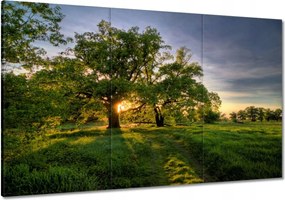 Festmények 120x80 Rogalin tölgyek