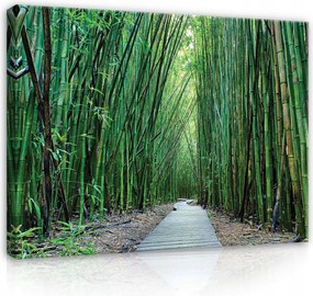 Vászonkép 100x75 Bambusz erdő zöld nyugalom természet fény árnyék