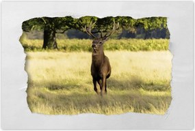 Poszterek 90x60 Szarvas a réten az erdőben