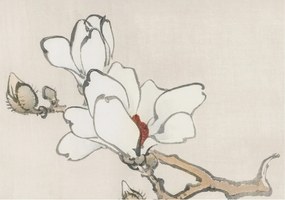 Dekoratív Fotótapéta Fali Falra Finom magnólia 208x146 Ragasztó