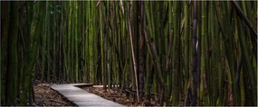 Kép - A bambuszok között (120x50 cm)