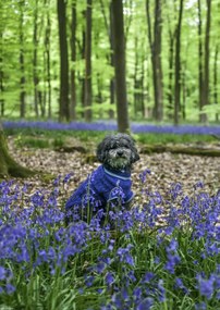 Poszter 29,7x42cm Kutya az erdőben kék csengettyűkkel körülvéve, Assaf Frank