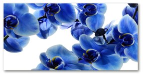 Akrilkép Kék orchidea oah-108719239